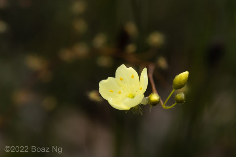 Drosera intricata Species Profile