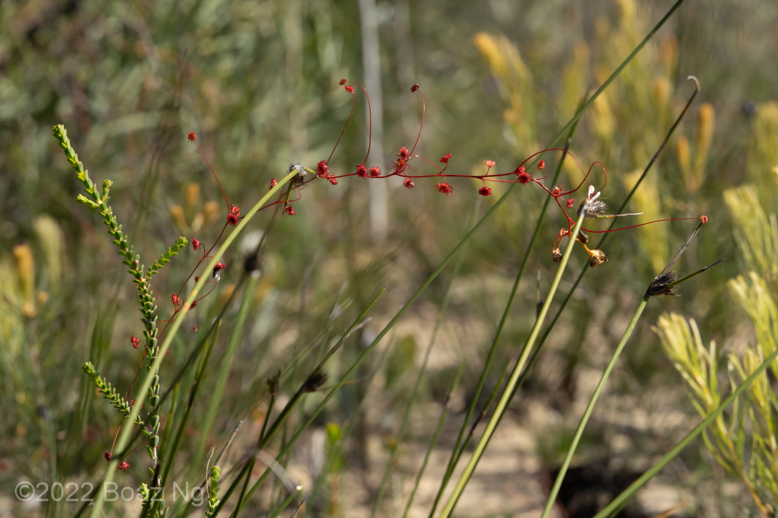 Drosera thysanosepala Species Profile