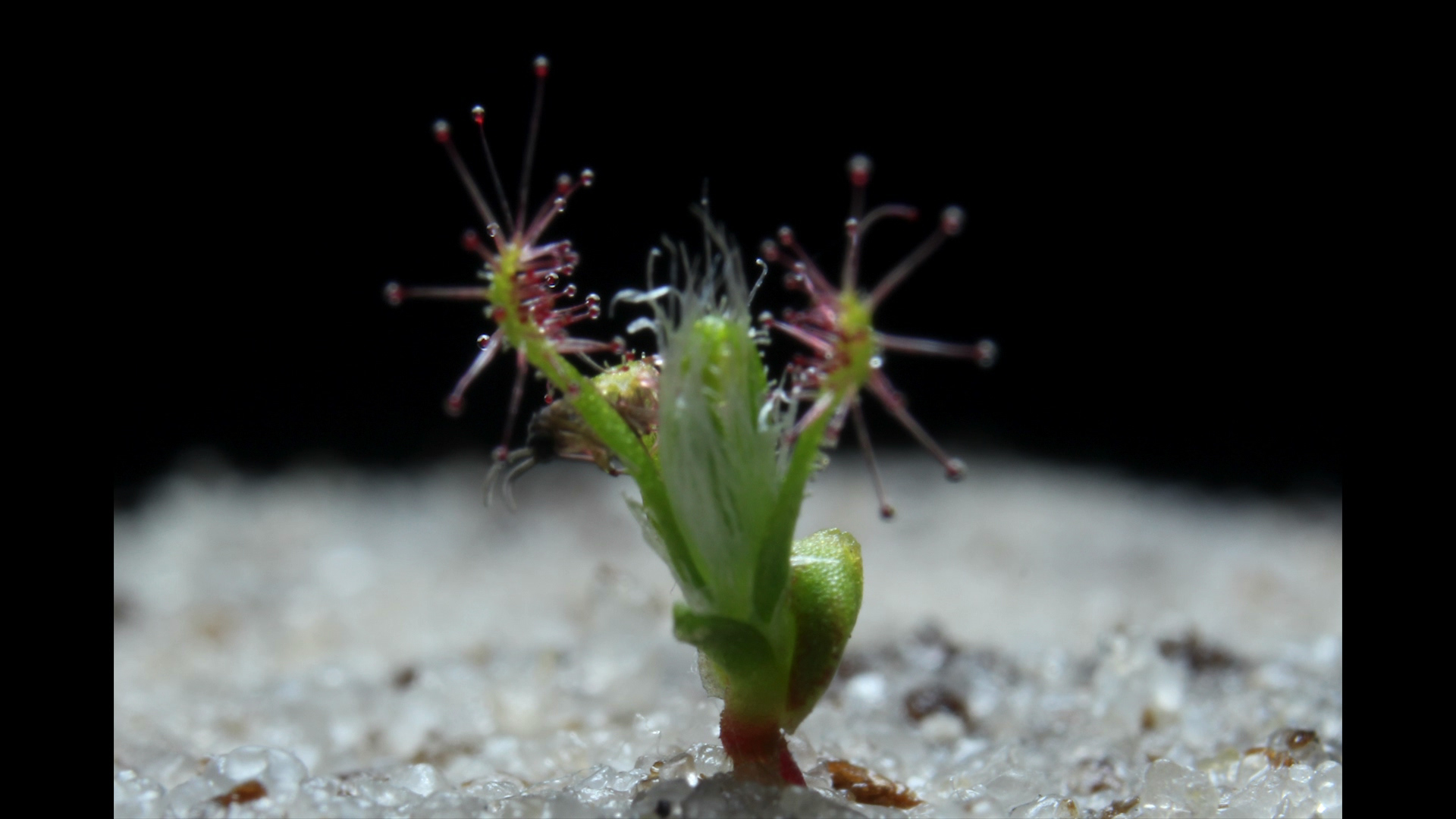 Timelapse – Drosera scorpioides gemma