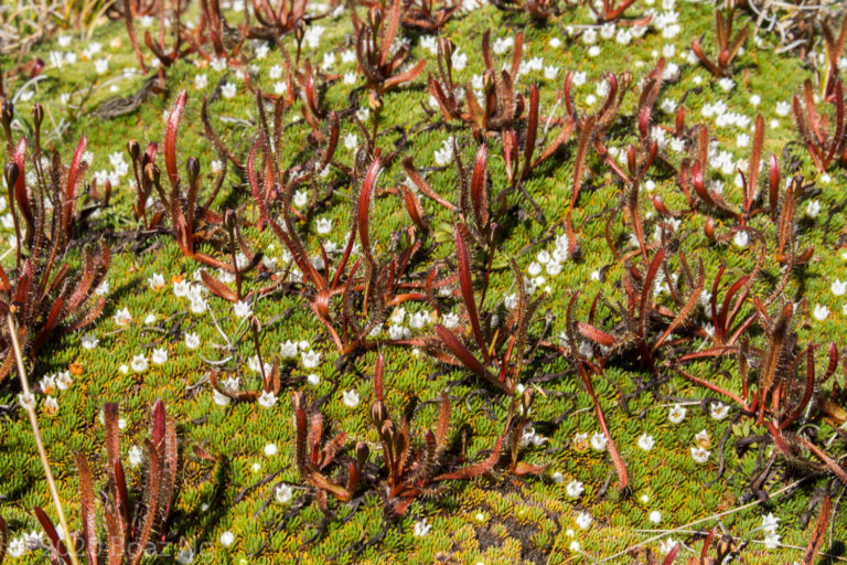 Fiordland