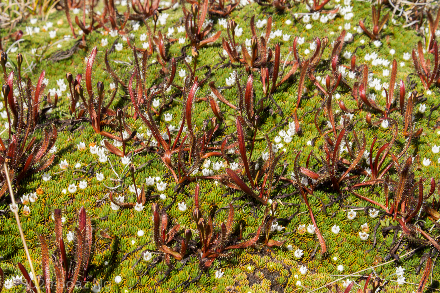 Fiordland