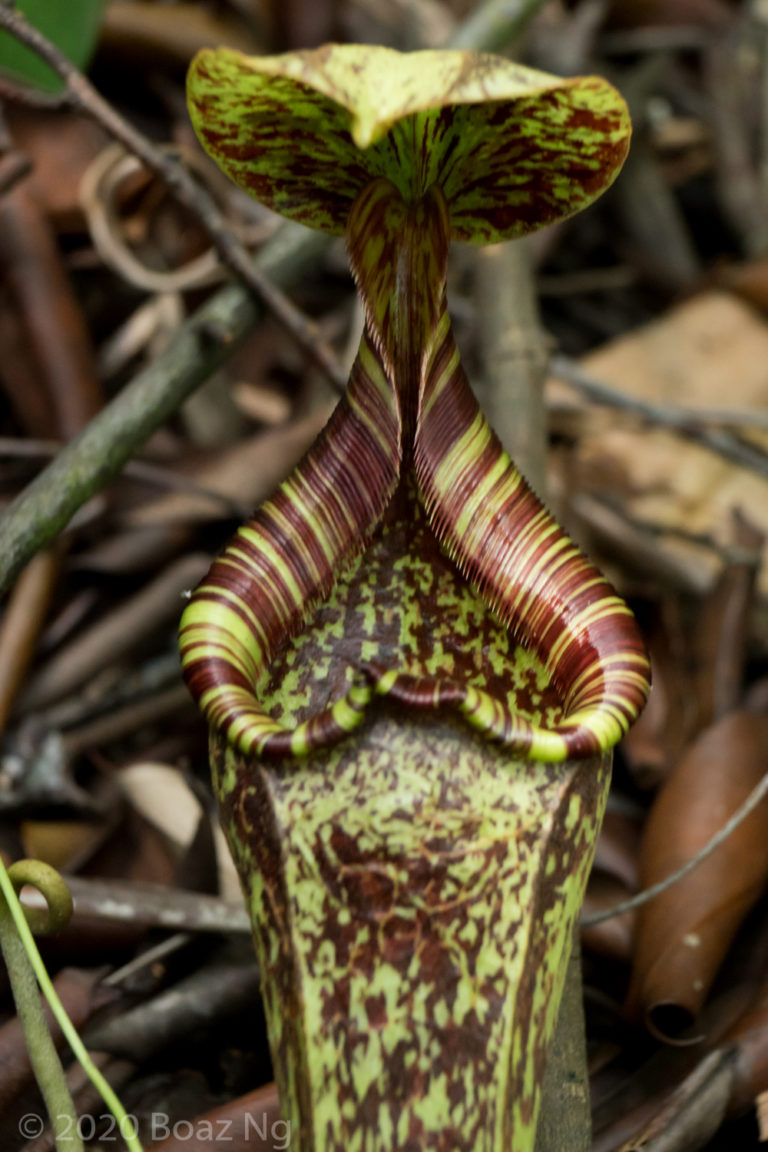Nepenthes of Singapore
