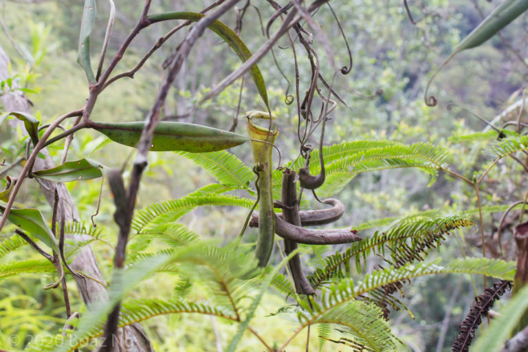 Nepenthes albomarginata Species Profile