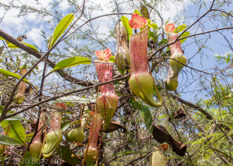 Nepenthes eustachya Species Profile