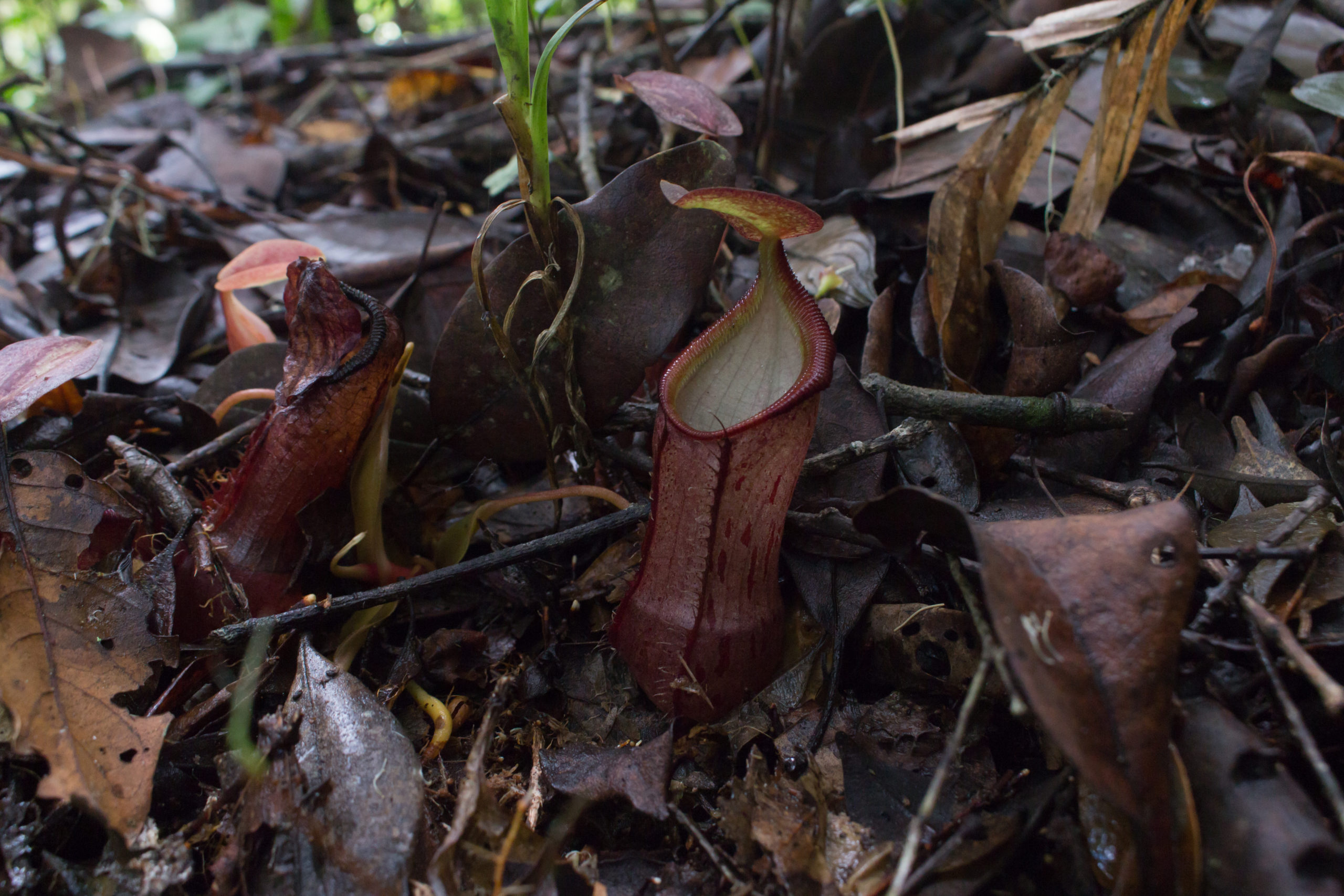 Nepenthes rhombicaulis Species Profile