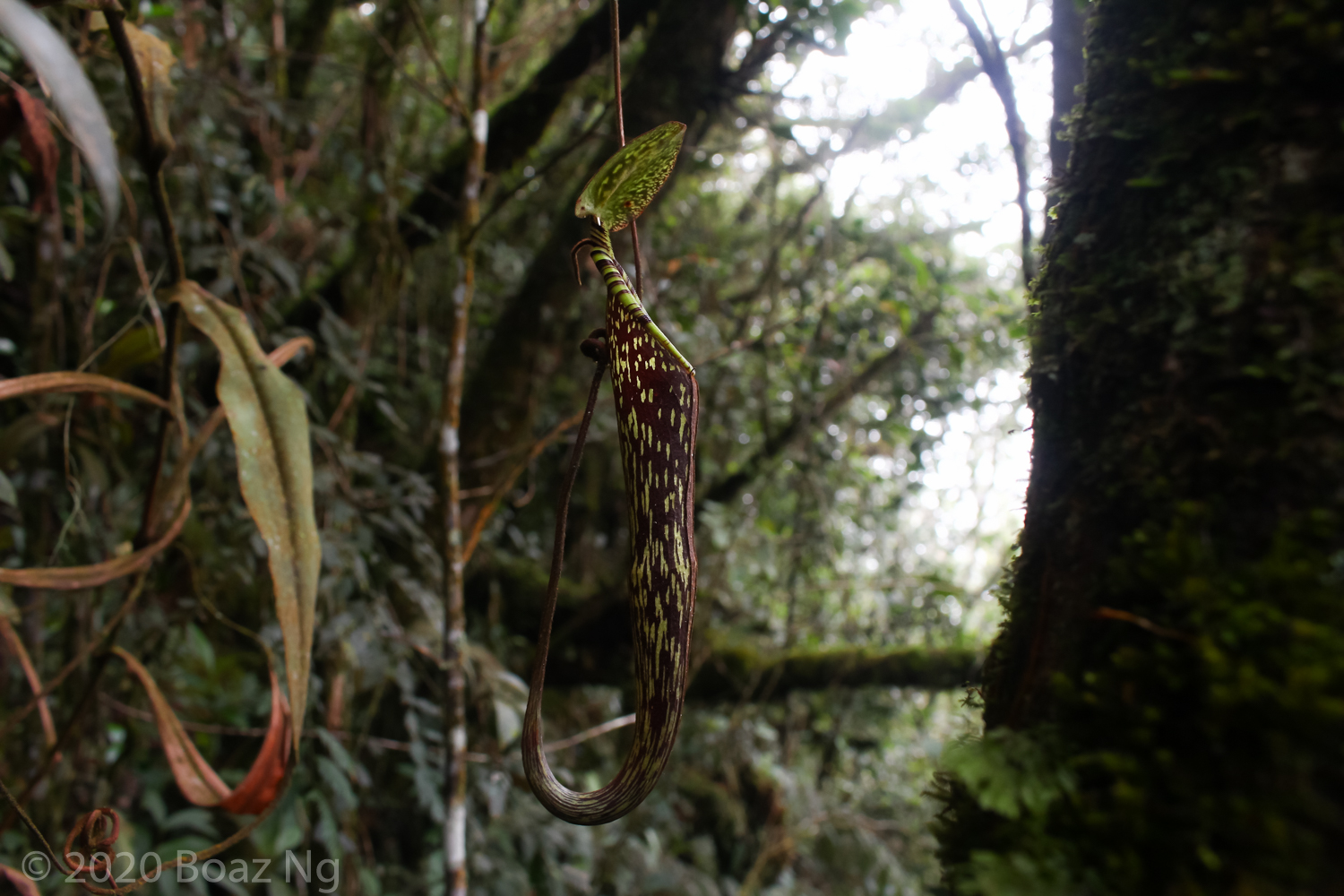 Nepenthes spectabilis Species Profile