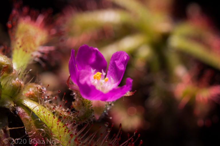 Drosera spatulata var. gympiensis