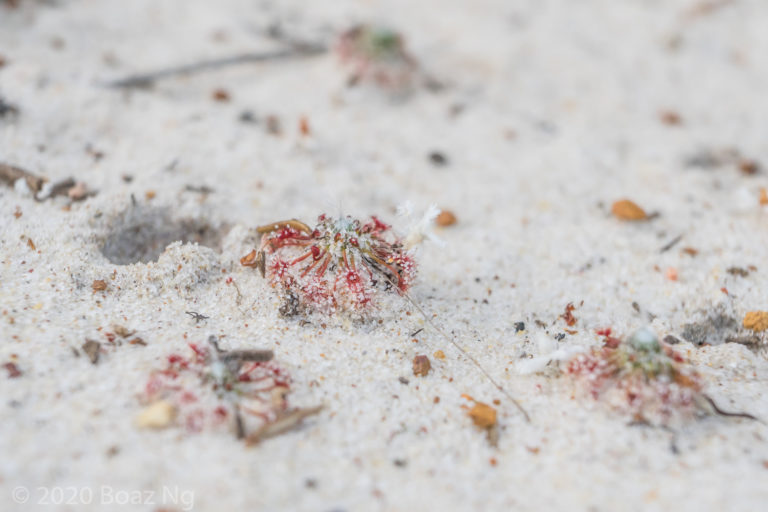 Drosera sargentii Species Profile