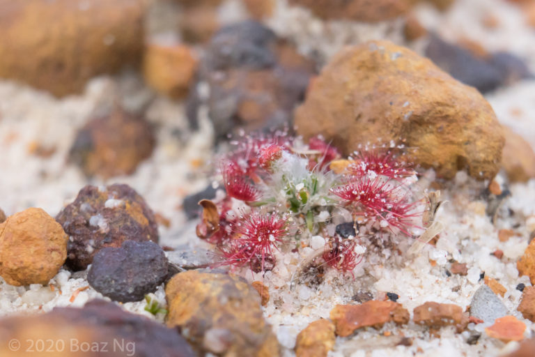 Drosera trichocaulis Species Profile