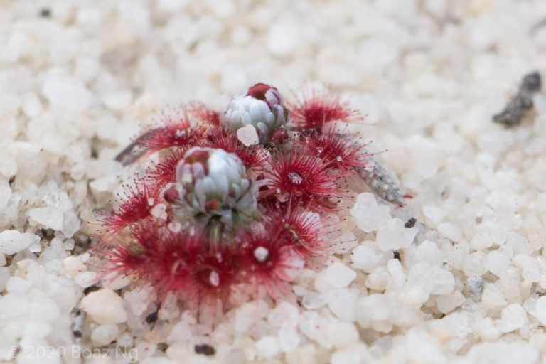 Drosera pycnoblasta Species Profile