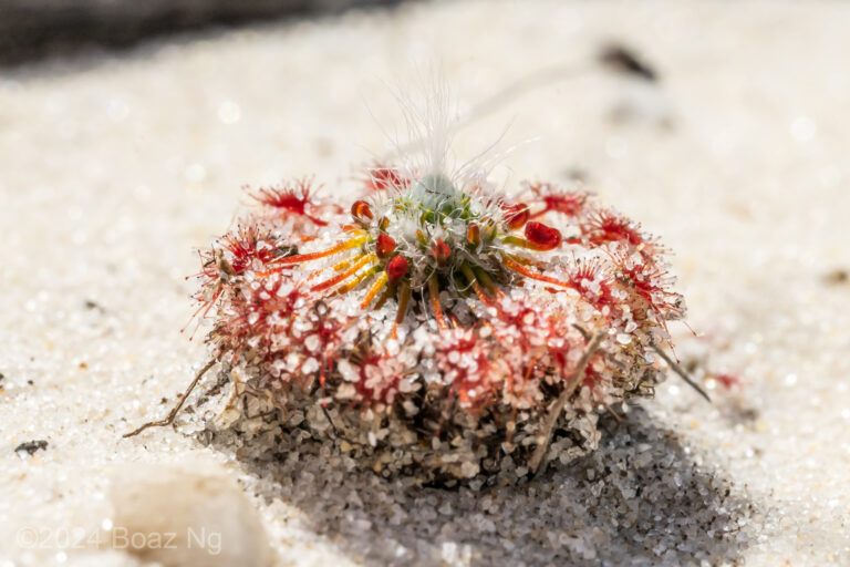 Drosera sargentii Species Profile
