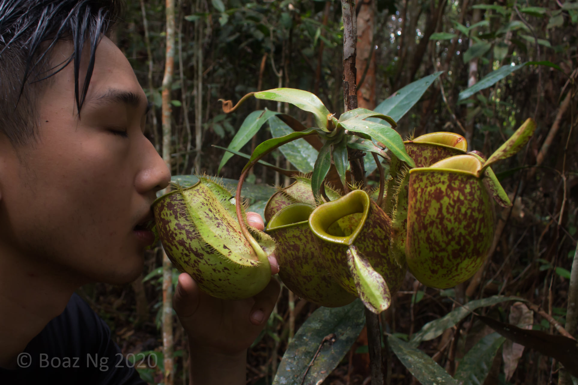 Nepenthes ampullaria – Sumatra