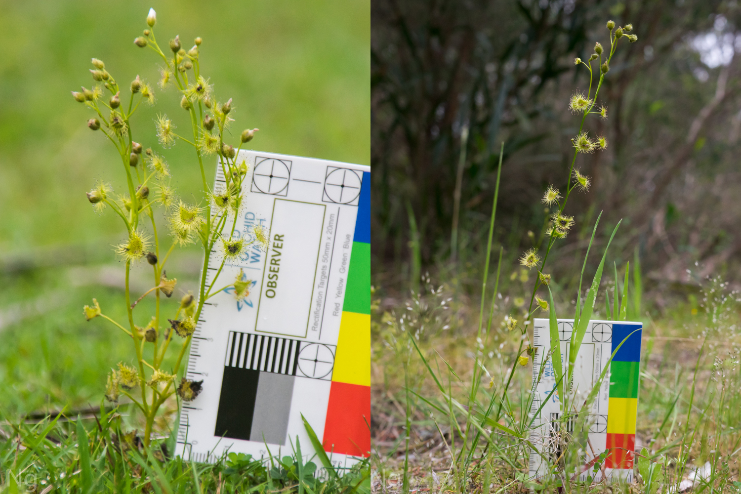 Comparing Drosera hookeri and Drosera gunniana of the Melbourne region