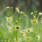 Drosera hookeri Species Profile