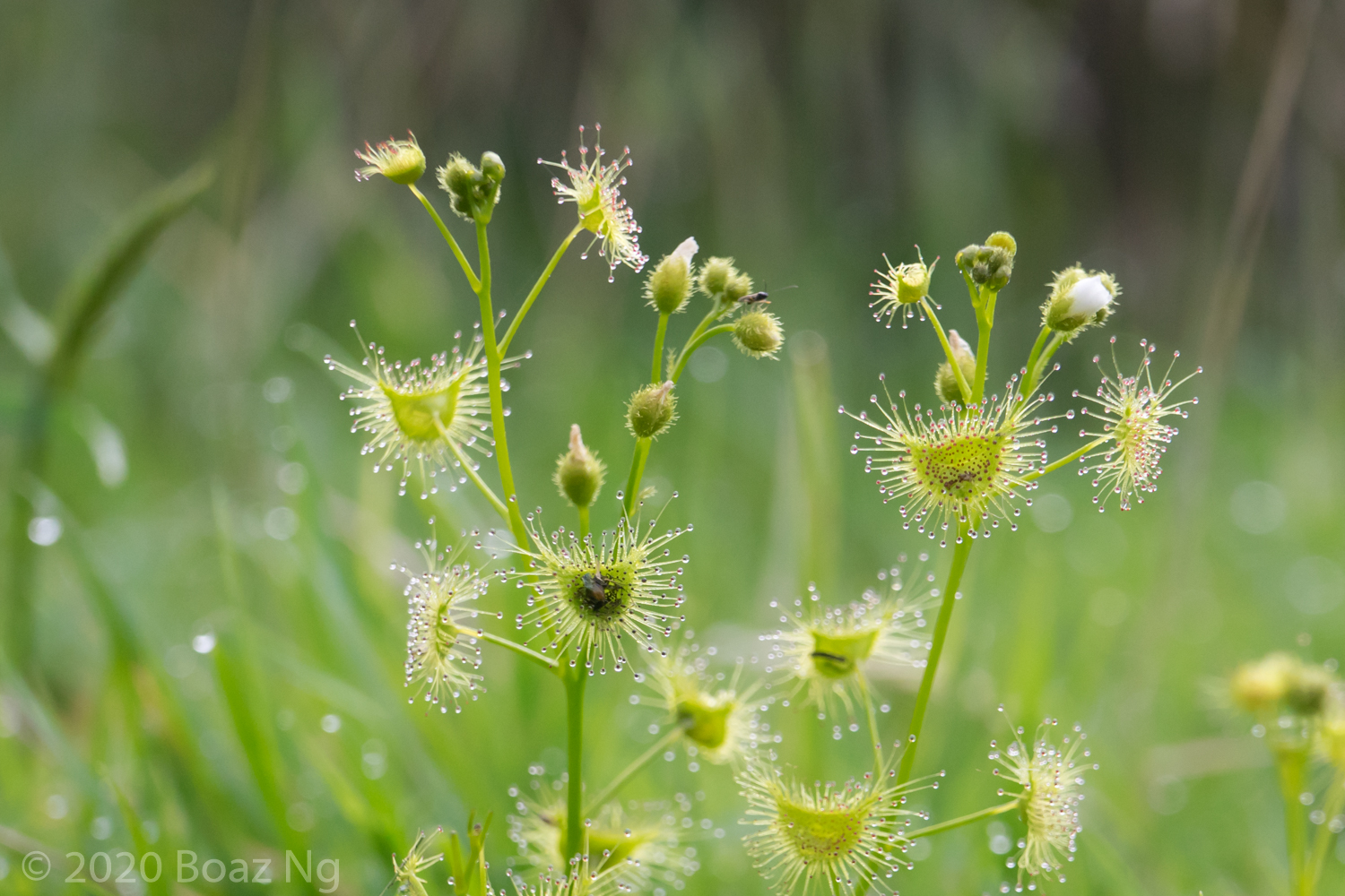 Drosera hookeri Species Profile