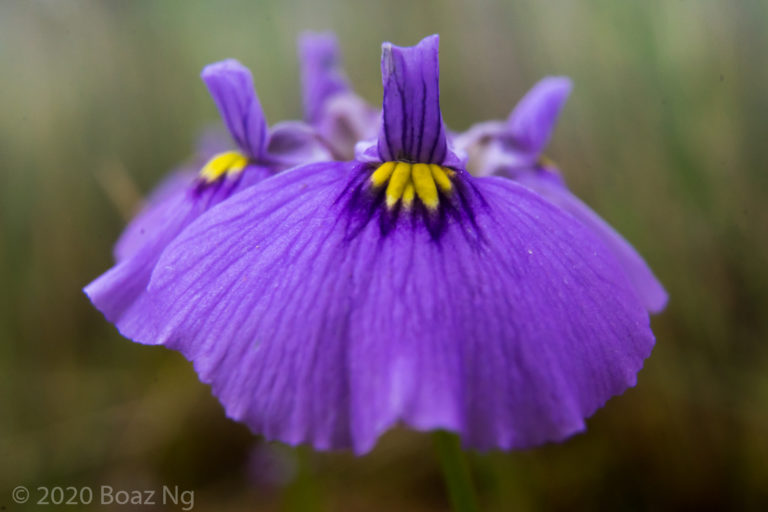 Utricularia beaugleholei subsp. beaugleholei Species Profile