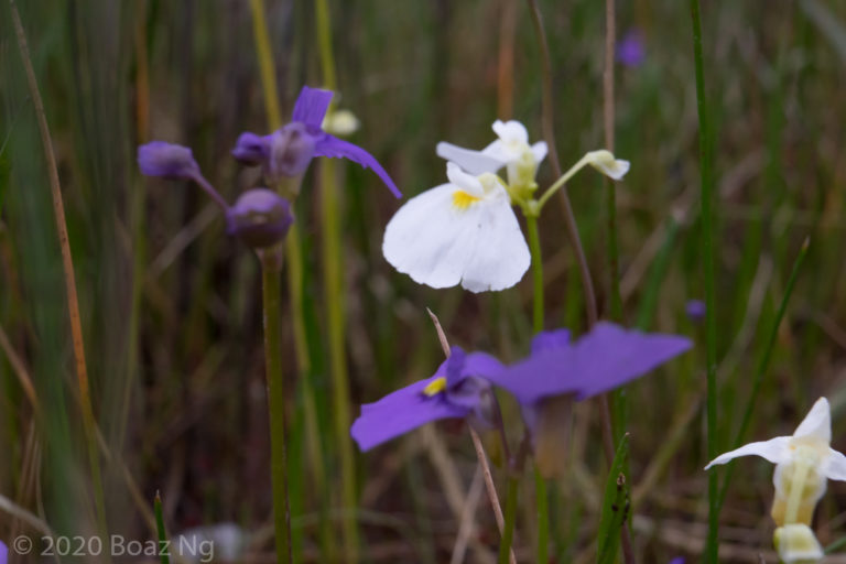 Colour variation in Utricularia beaugleholei