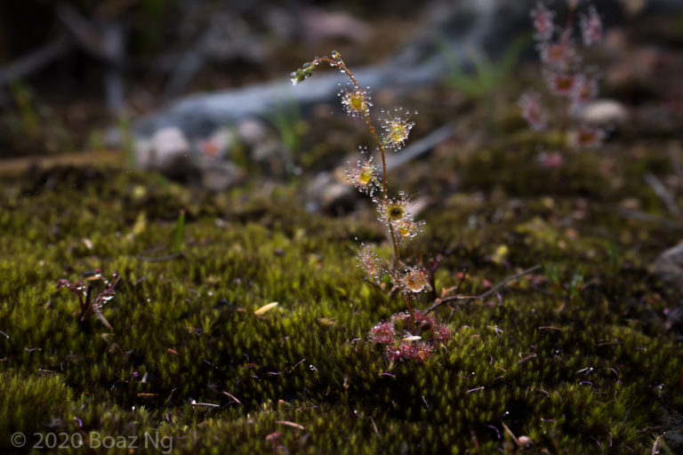 Drosera gracilis – lowland form Species Profile