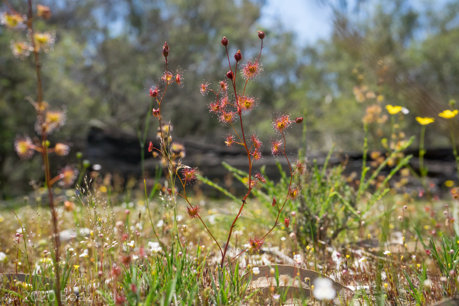 Red Drosera gunniana in the Grampians