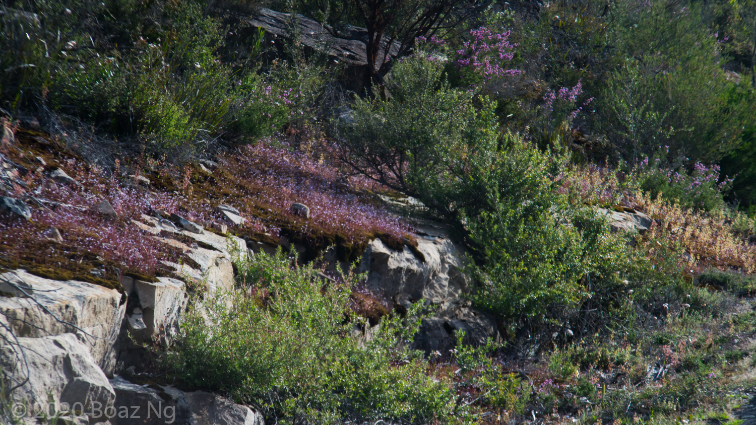 Sandstone seepages of the Grampians National Park