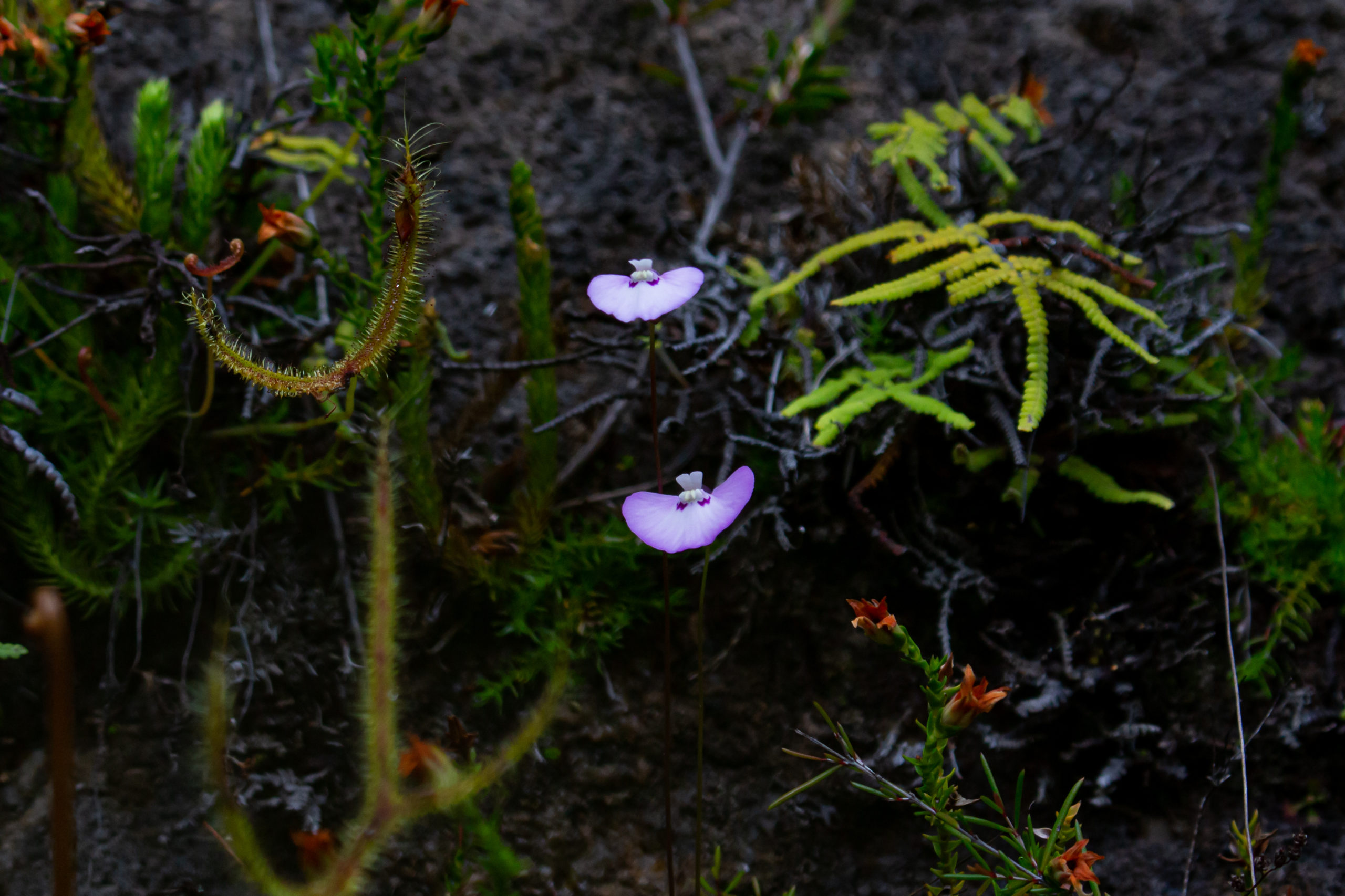 Utricularia uniflora Species Profile