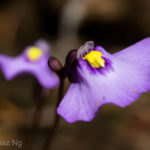 Utricularia barkeri Species Profile