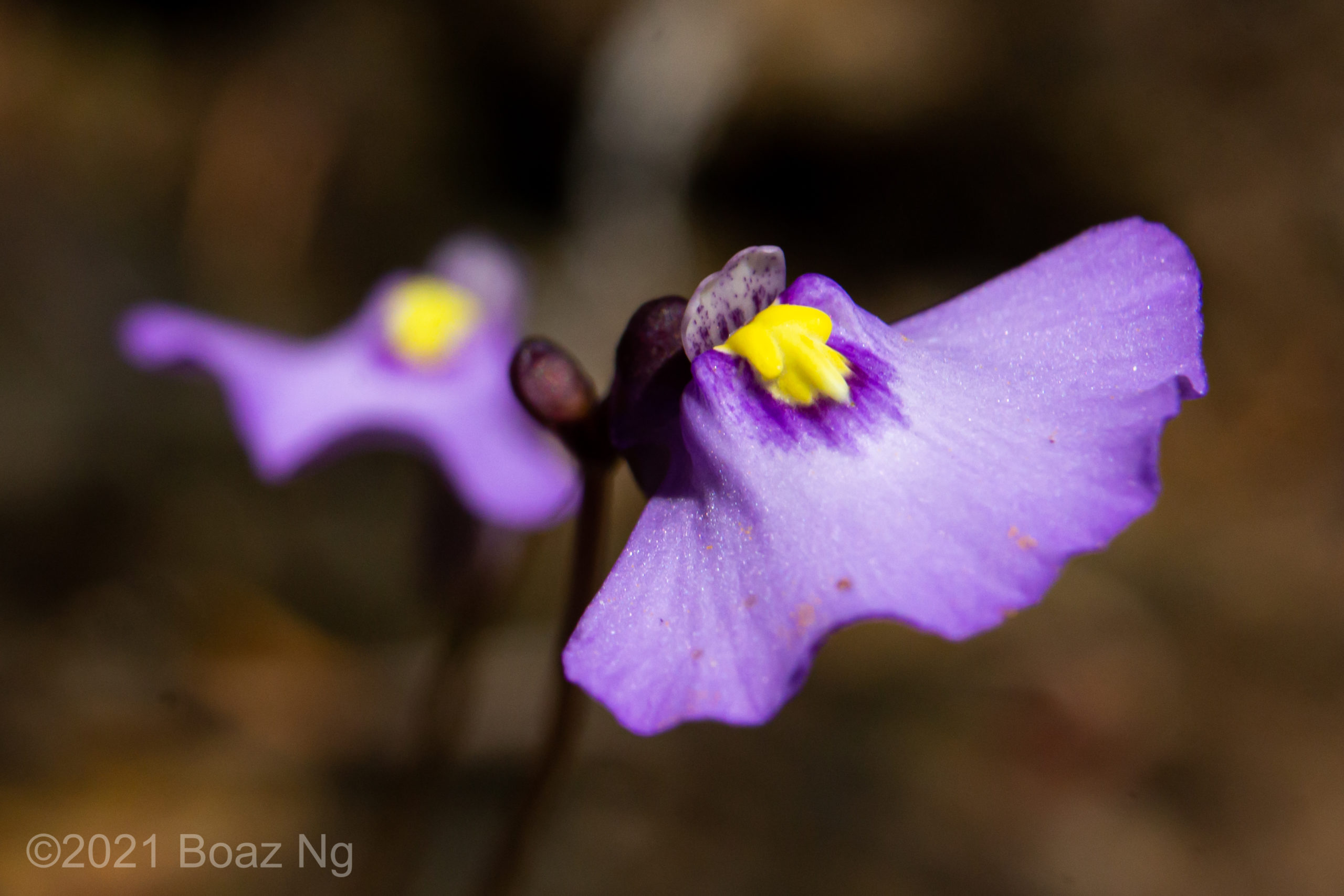 Utricularia barkeri Species Profile