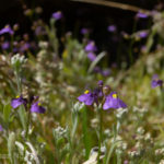 Utricularia beaugleholei subsp. orientalis Species Profile