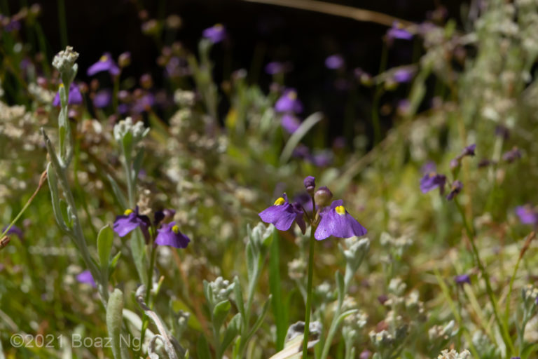 Utricularia beaugleholei subsp. orientalis Species Profile