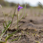 Utricularia oppositiflora Species Profile