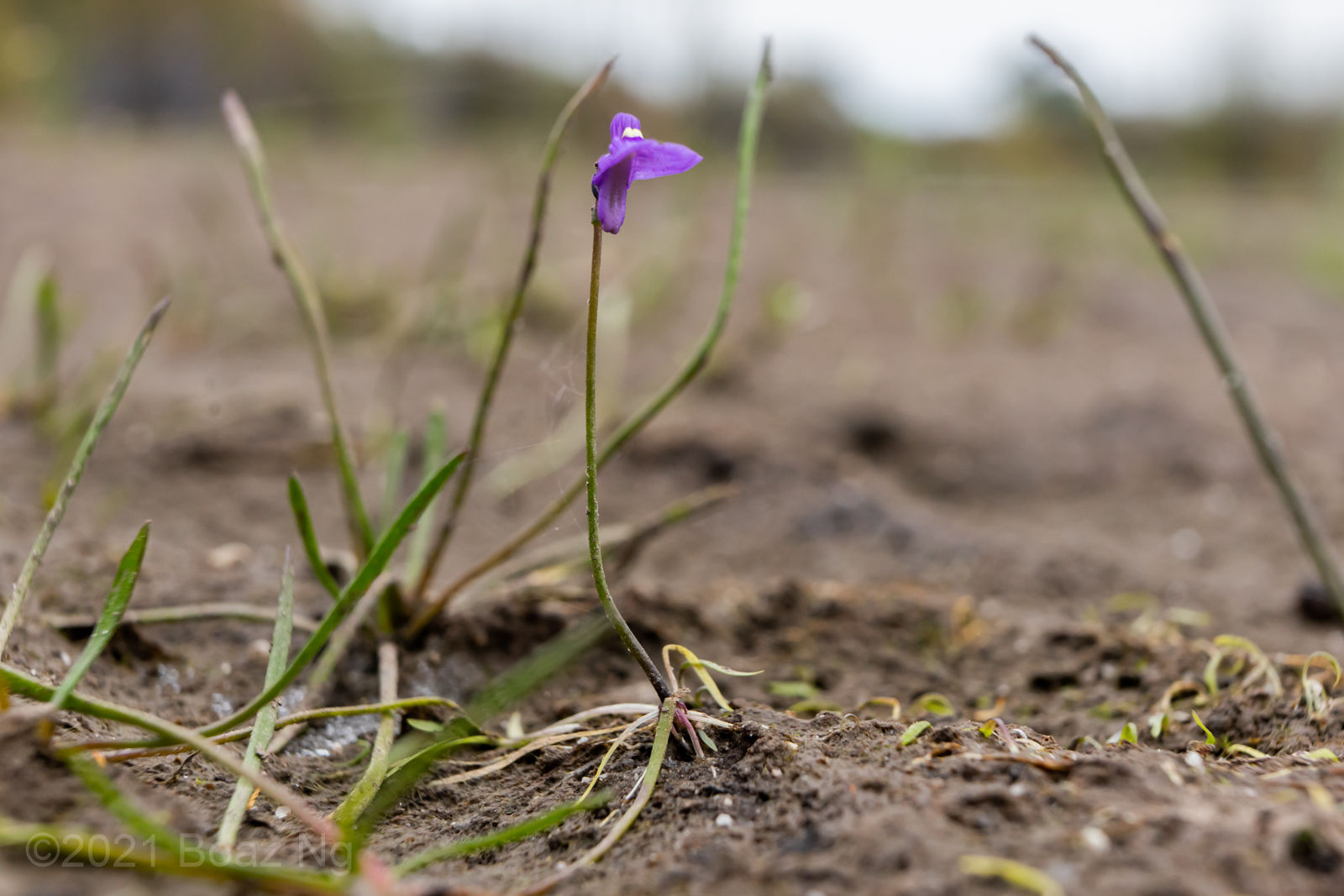 Utricularia oppositiflora Species Profile