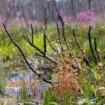 Drosera gracilis – alpine form Species Profile