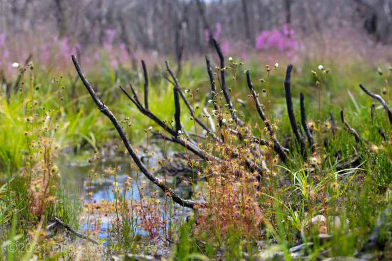 Drosera gracilis – alpine form Species Profile