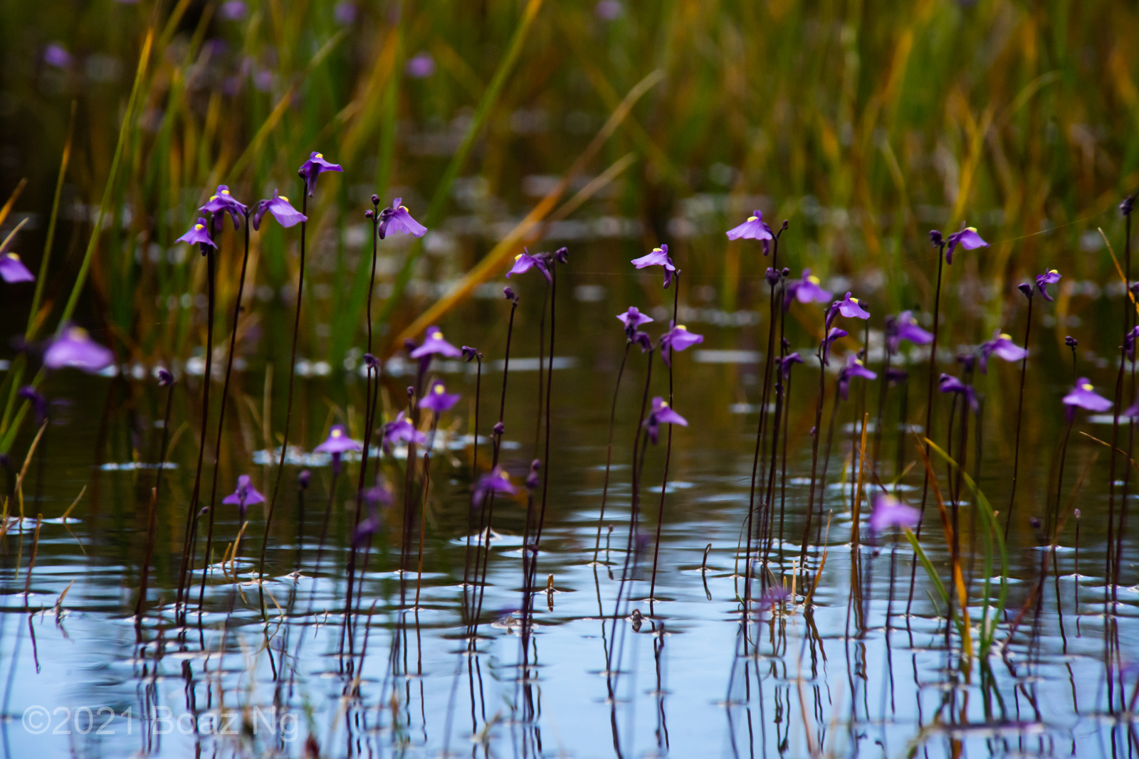 Utricularia dichotoma subsp. dichotoma Species Profile