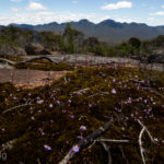 Victoria 2020: Part 2. The Grampians