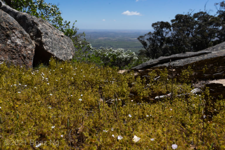 Victoria 2020: Part 3. Mt Langi Ghiran