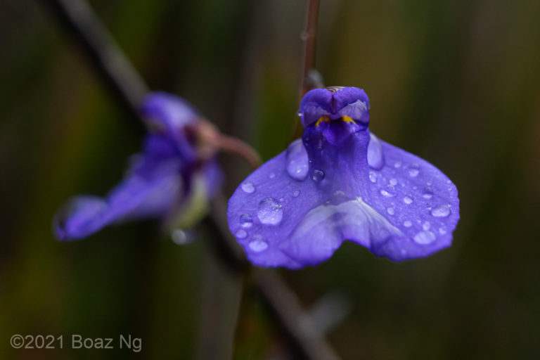 Utricularia biloba Species Profile