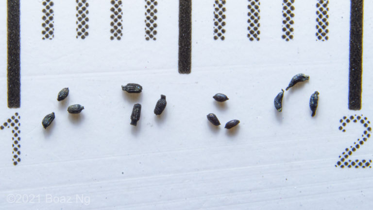 Seed comparision of Drosera gunniana, hookeri, peltata and gracilis