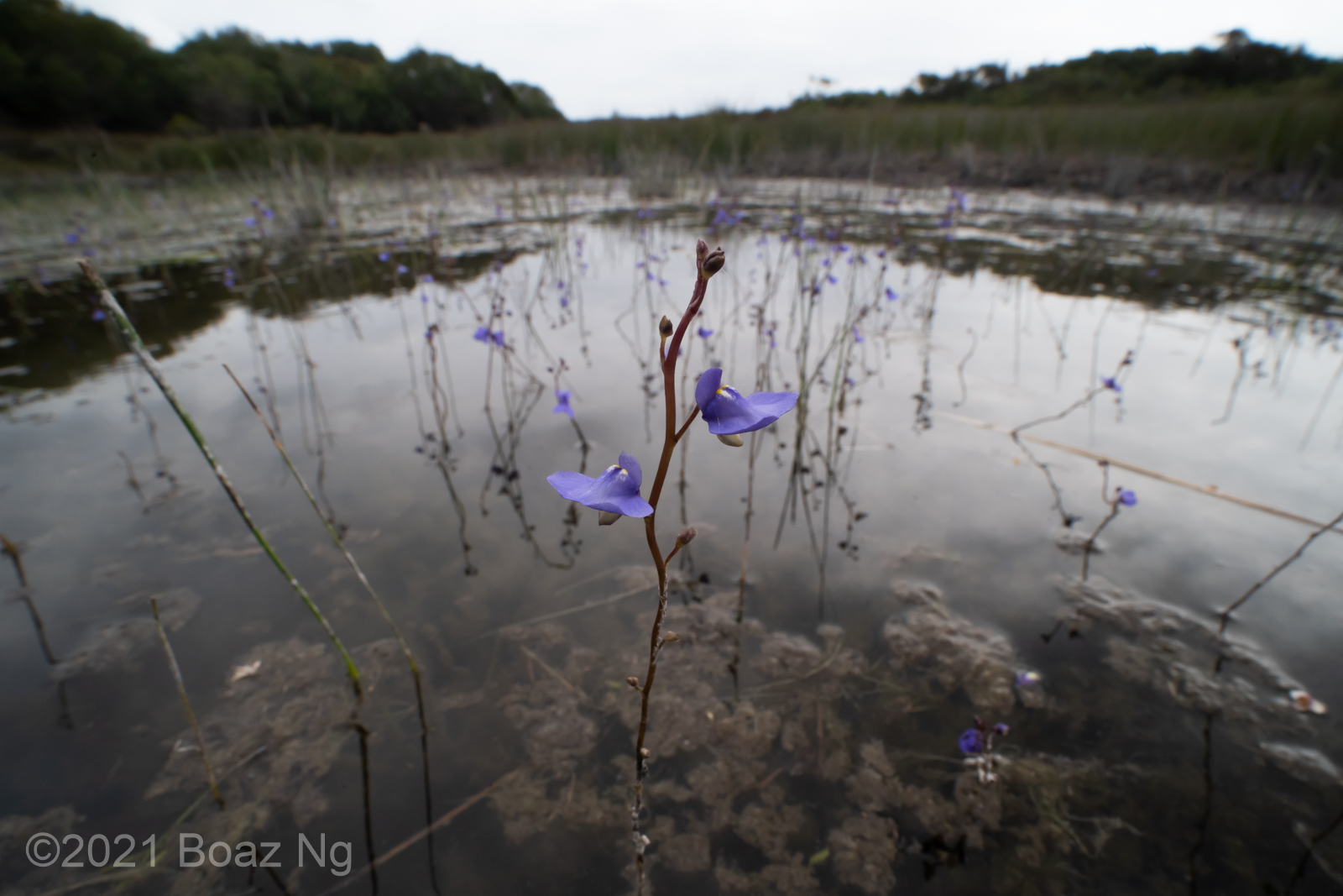 Utricularia biloba – Royal National Park – December