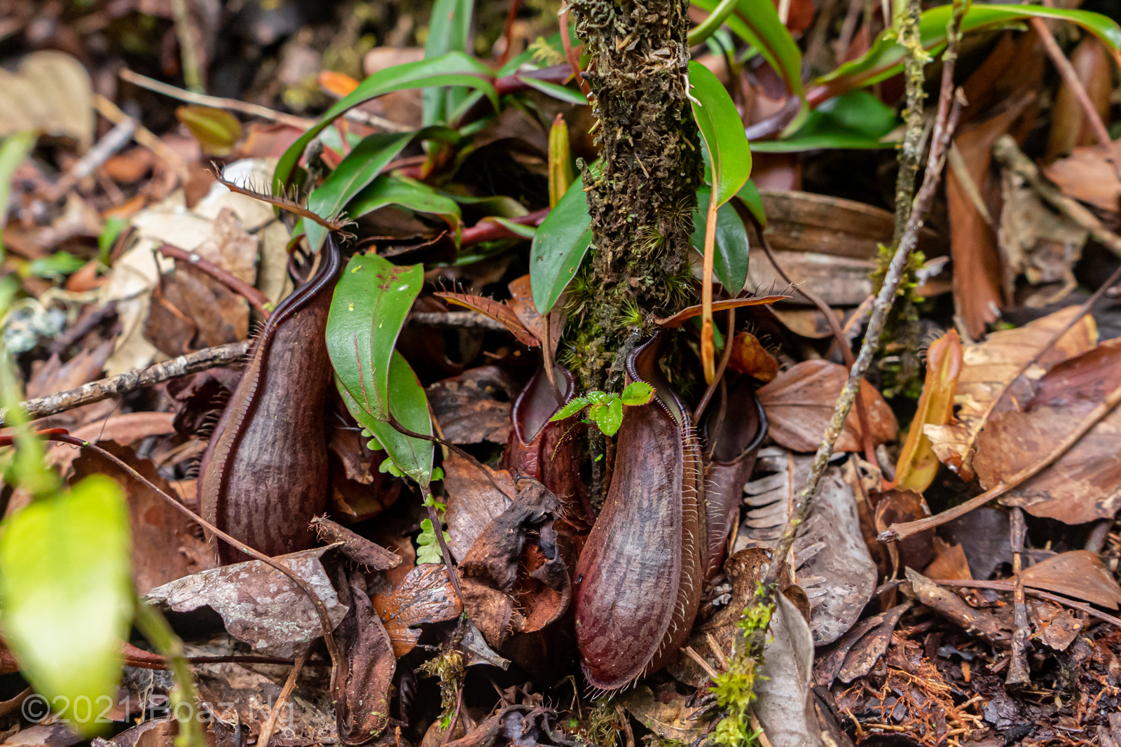 Nepenthes tentaculata Species Profile