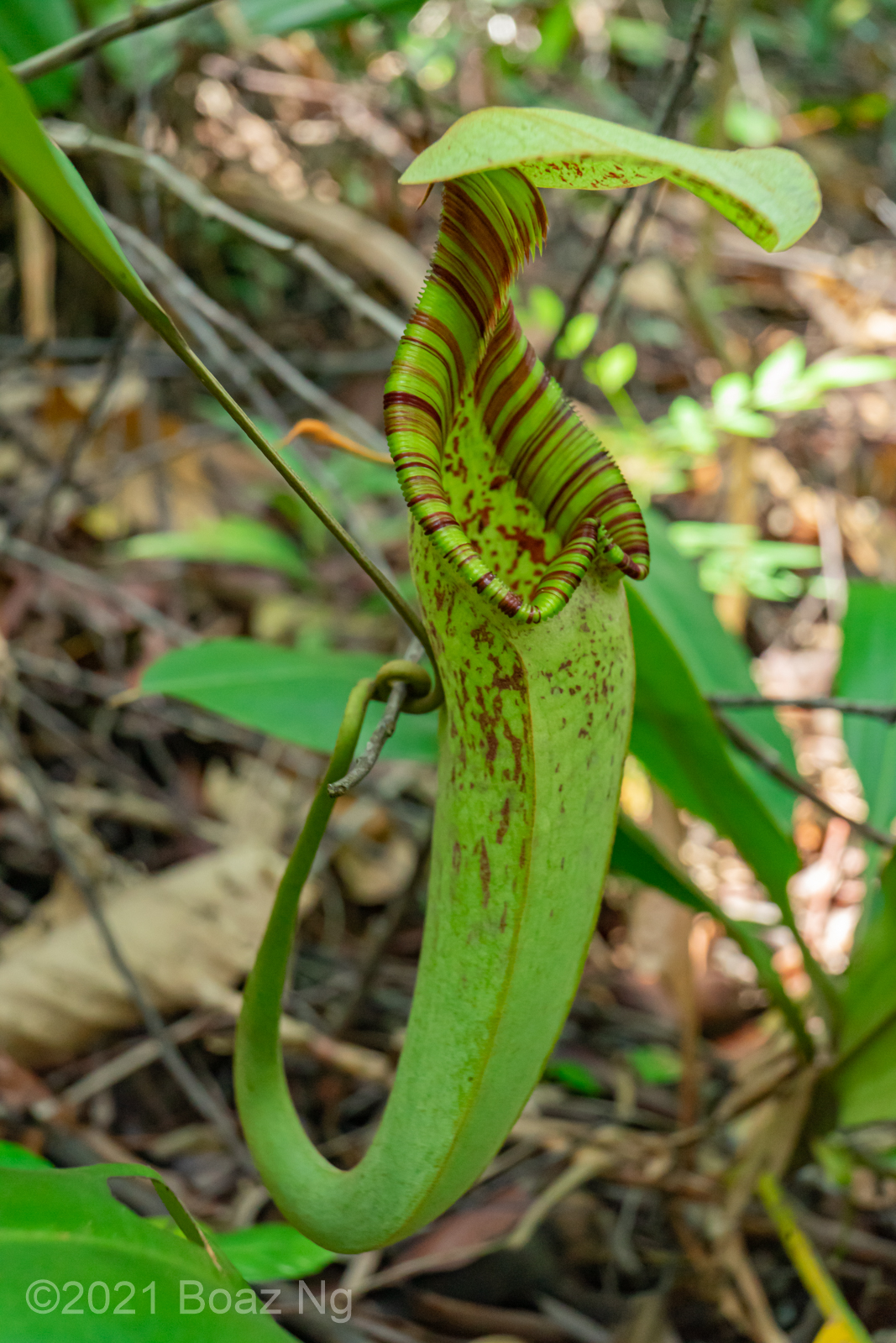 Nepenthes rafflesiana Species Profile Fierce Flora