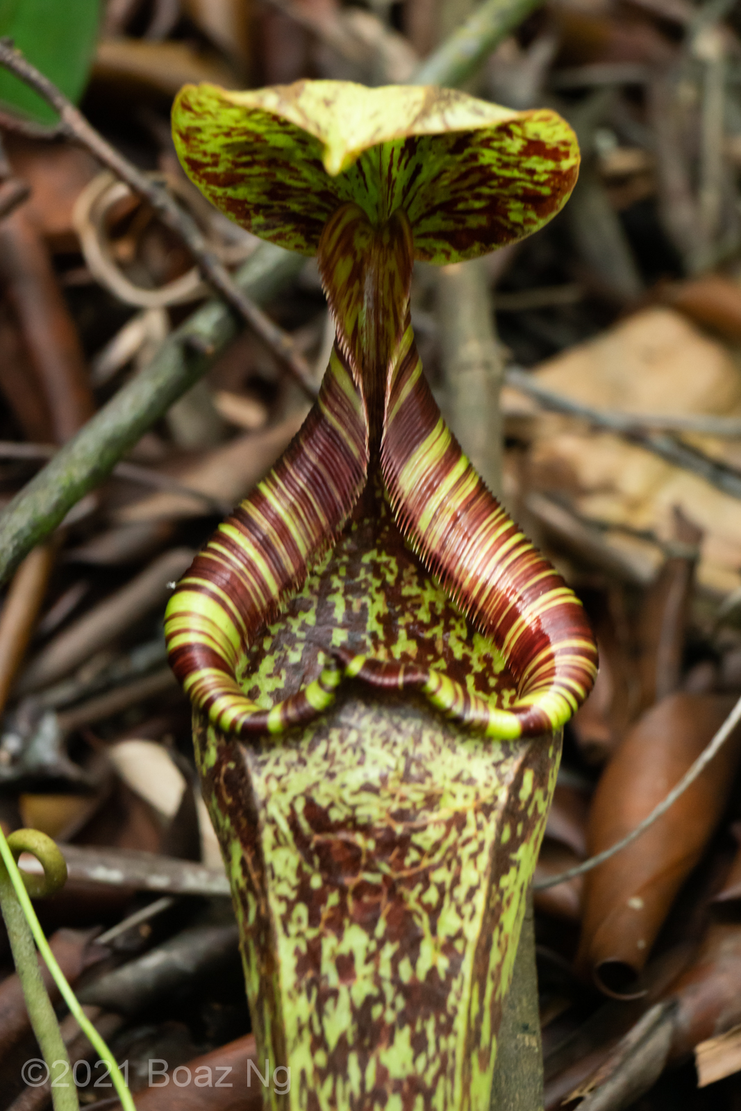 Nepenthes rafflesiana Species Profile Fierce Flora