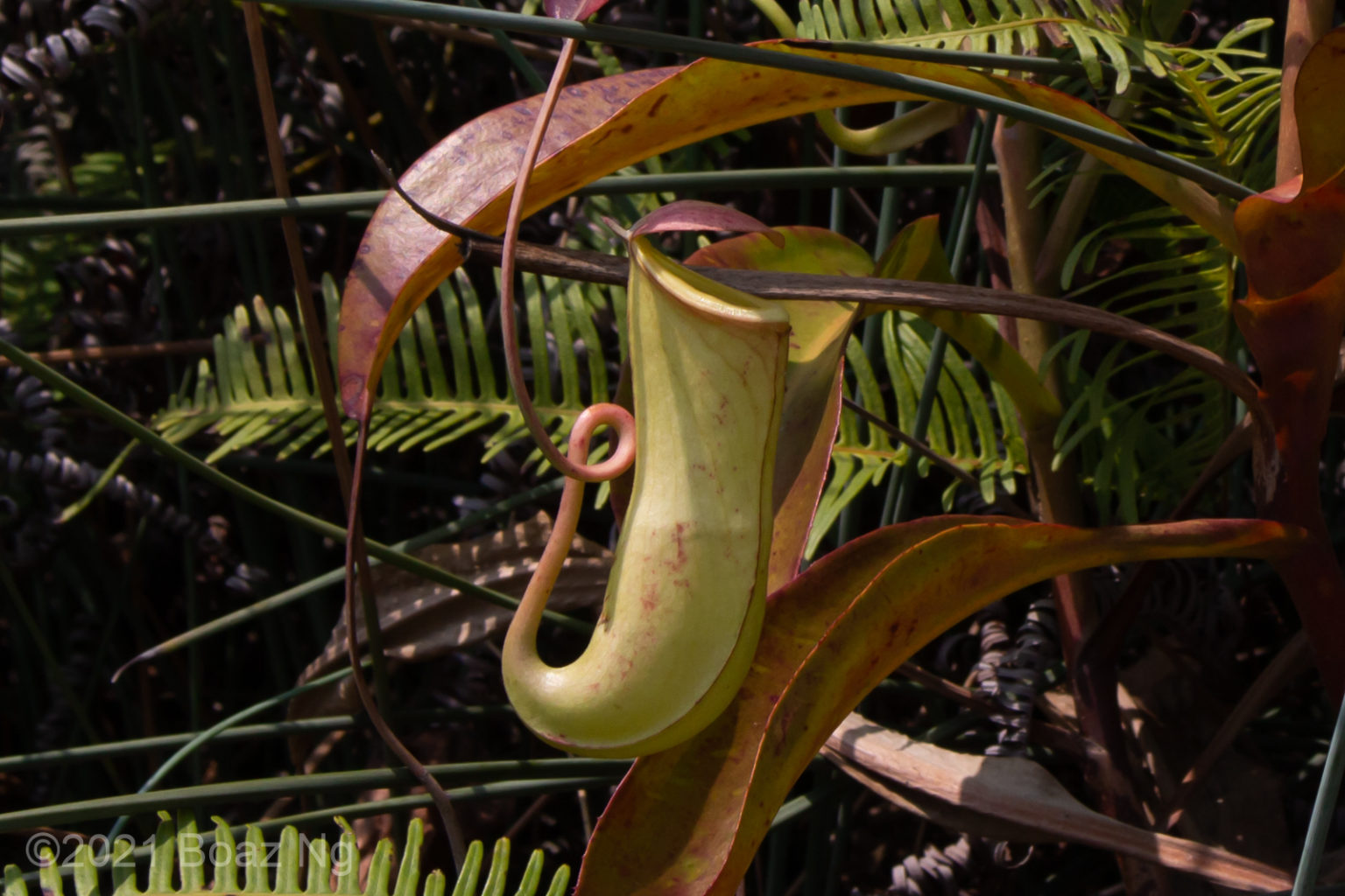 Nepenthes mirabilis Species Profile Fierce Flora
