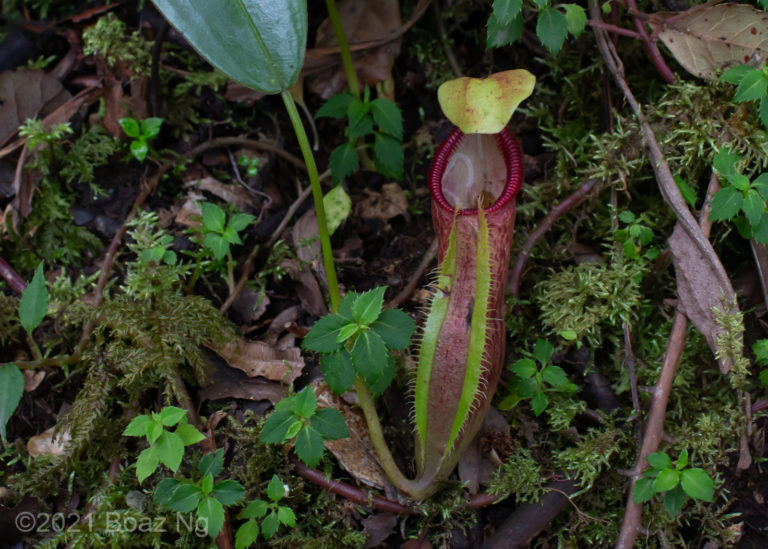 Nepenthes singalana Species Profile