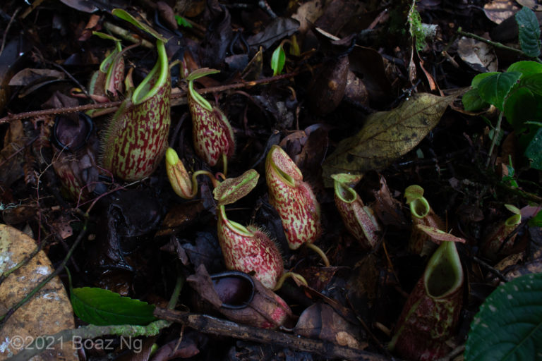 Nepenthes gymnamphora Species Profile