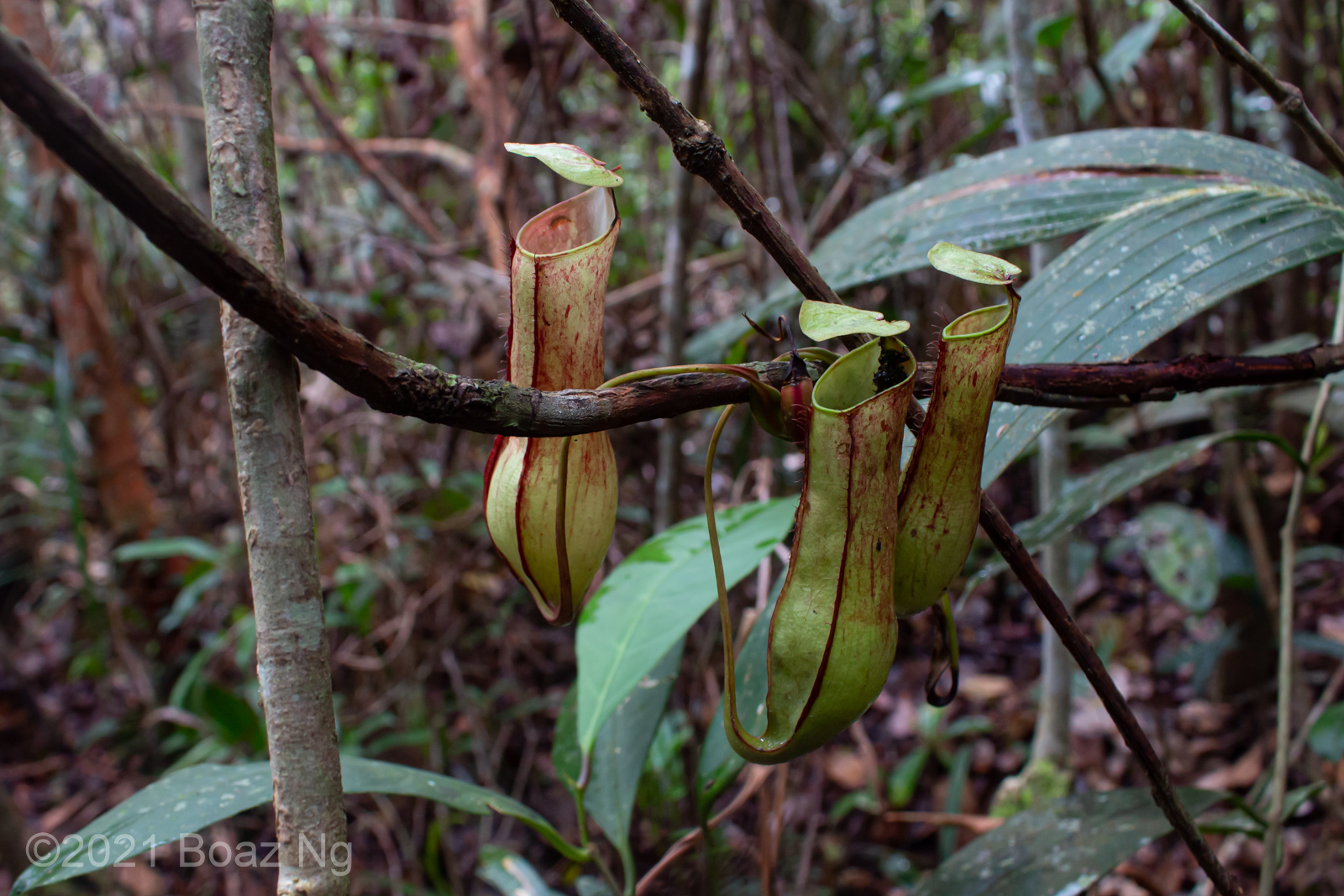 Nepenthes gracilis Species Profile