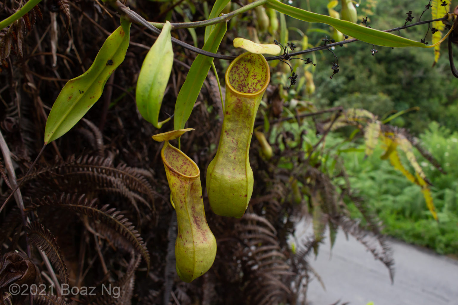 Nepenthes tobaica Species Profile Fierce Flora