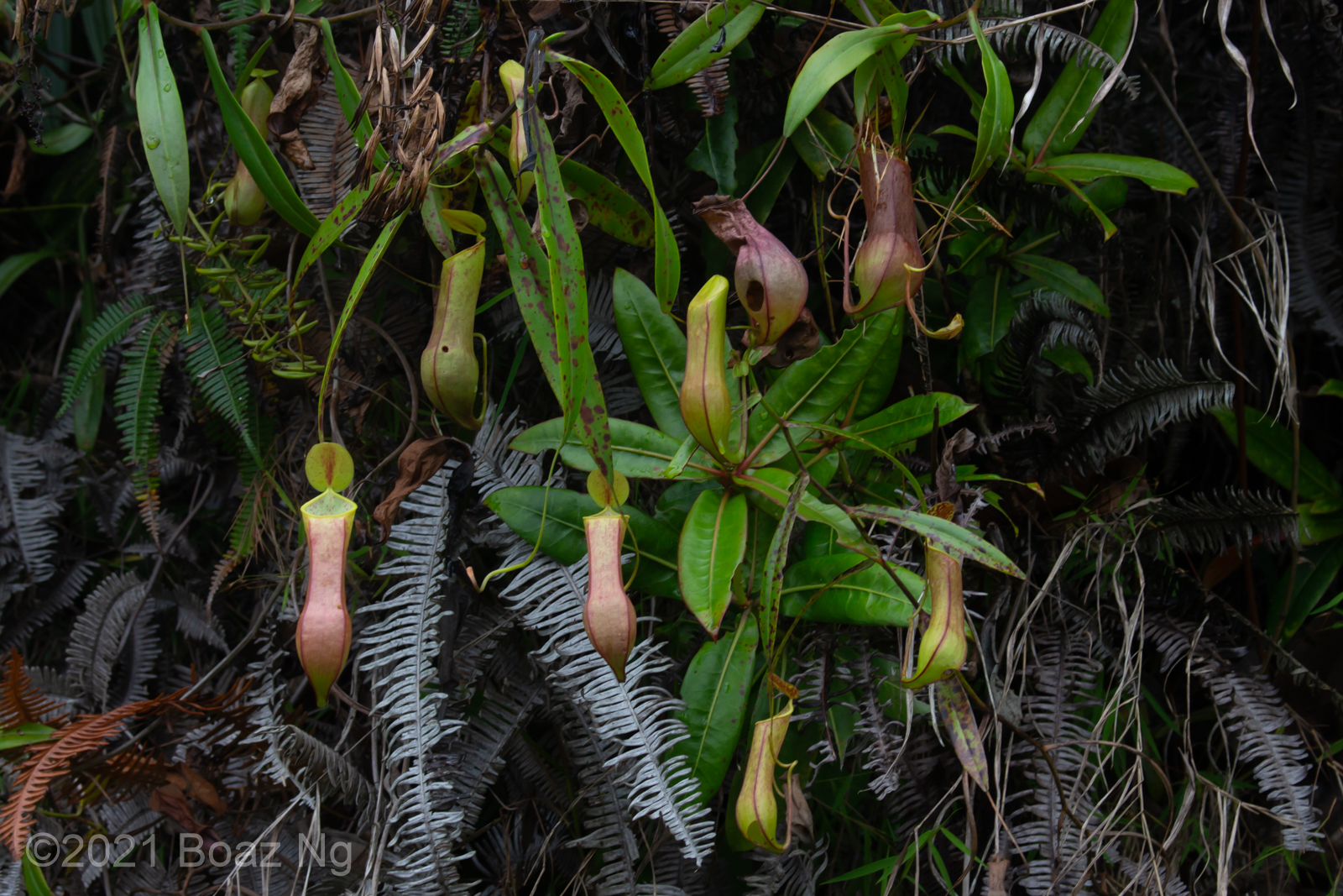 Nepenthes tobaica Species Profile