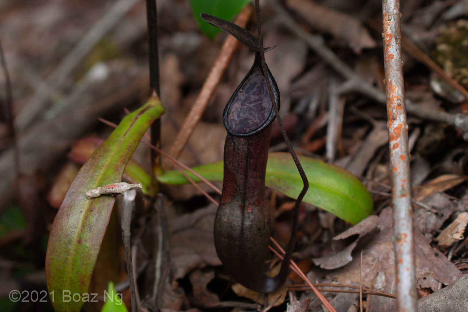Nepenthes tobaica Species Profile Fierce Flora