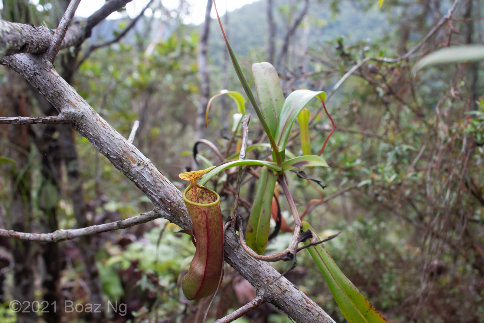 Nepenthes tobaica Species Profile Fierce Flora